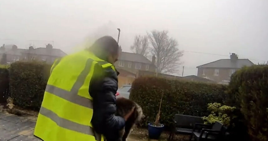 un roman din marea britanie risca sa stea cinci ani in inchisoare pentru ca a furat o pisica 69cce568cd1e6