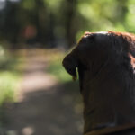 video barbati retinuti dupa ce au legat un catel de un pom si l au abandonat animalul a murit 69d75a58c059c