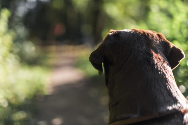 video barbati retinuti dupa ce au legat un catel de un pom si l au abandonat animalul a murit 69d75a58c059c
