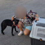 video ce s a intamplat cu caelya catelusa batuta cu bestialitate pe o strada din bucuresti agresorul a fost condamnat la inchisoare 69d0eb73458e5