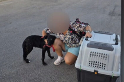 video ce s a intamplat cu caelya catelusa batuta cu bestialitate pe o strada din bucuresti agresorul a fost condamnat la inchisoare 69d0eb73458e5