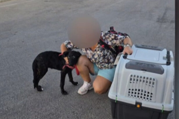 video ce s a intamplat cu caelya catelusa batuta cu bestialitate pe o strada din bucuresti agresorul a fost condamnat la inchisoare 69d0eb73458e5