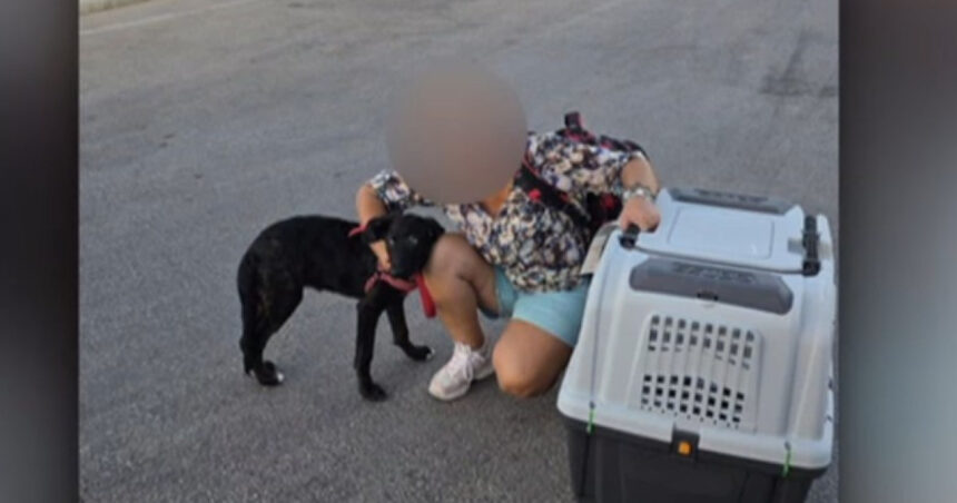 video ce s a intamplat cu caelya catelusa batuta cu bestialitate pe o strada din bucuresti agresorul a fost condamnat la inchisoare 69d0eb73458e5