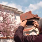 video explozie de culori pe strazile din capitala unde se afla cele mai spectaculoase magnolii din bucuresti 69d138cb9441f