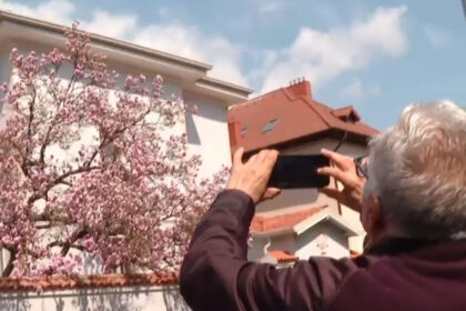 video explozie de culori pe strazile din capitala unde se afla cele mai spectaculoase magnolii din bucuresti 69d138cb9441f