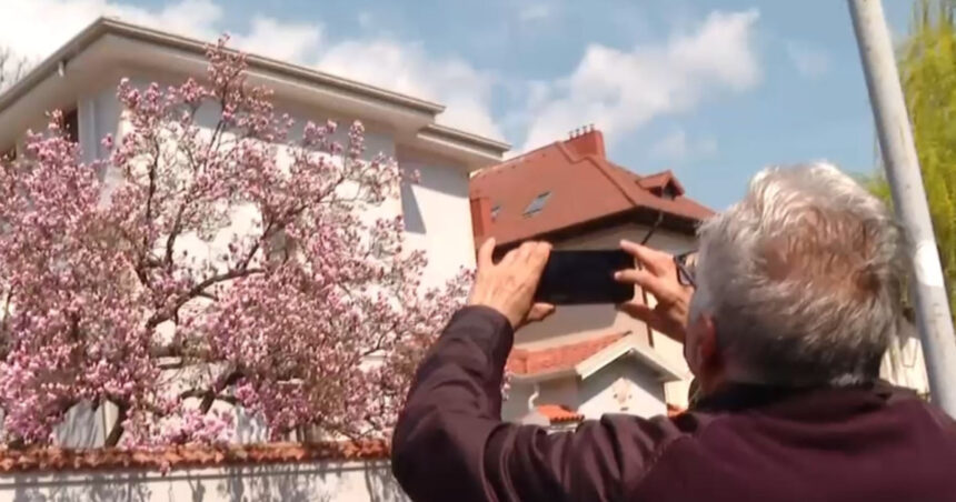 video explozie de culori pe strazile din capitala unde se afla cele mai spectaculoase magnolii din bucuresti 69d138cb9441f