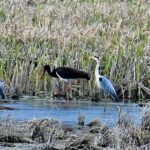 video guvernul trebuie sa stabileasca pana in august noi arii naturale protejate si zone pentru biodiversitate masura este prevazuta in pnrr 69cfe9be6bdae