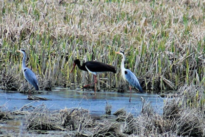 video guvernul trebuie sa stabileasca pana in august noi arii naturale protejate si zone pentru biodiversitate masura este prevazuta in pnrr 69cfe9be6bdae