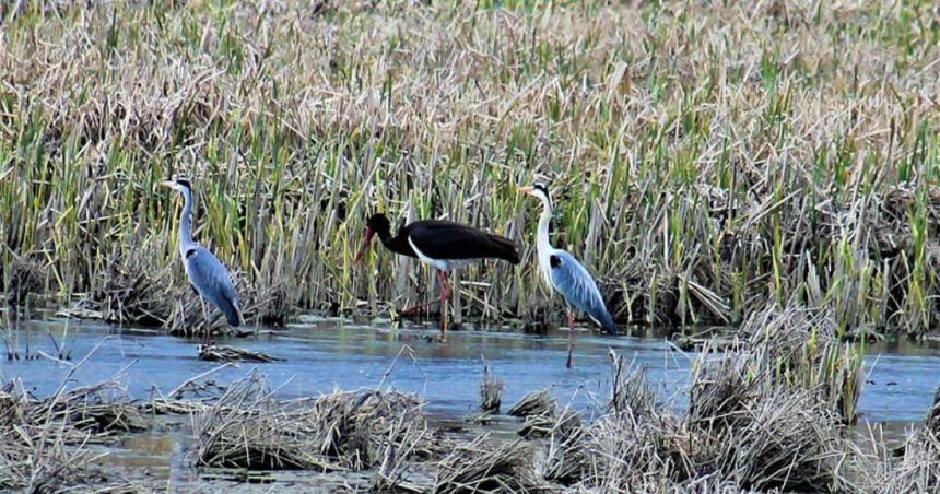 video guvernul trebuie sa stabileasca pana in august noi arii naturale protejate si zone pentru biodiversitate masura este prevazuta in pnrr 69cfe9be6bdae
