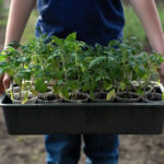 video rasadurile de rosii la mare cautare in aceasta perioada care sunt soiurile vedeta printre legumicultori nu le muncesti degeaba 69d49299715b8