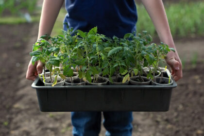 video rasadurile de rosii la mare cautare in aceasta perioada care sunt soiurile vedeta printre legumicultori nu le muncesti degeaba 69d49299715b8