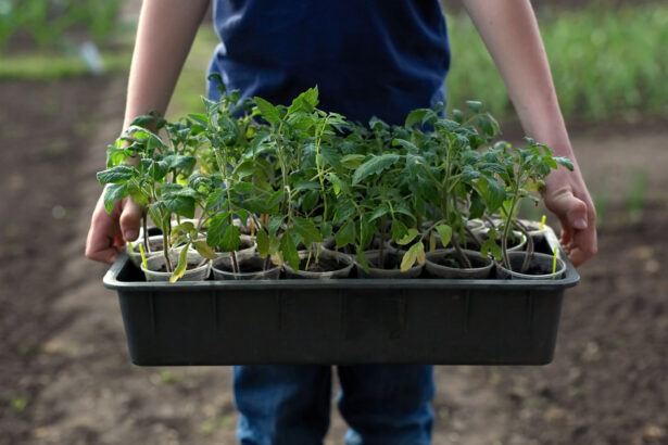 video rasadurile de rosii la mare cautare in aceasta perioada care sunt soiurile vedeta printre legumicultori nu le muncesti degeaba 69d49299715b8