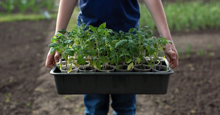 video rasadurile de rosii la mare cautare in aceasta perioada care sunt soiurile vedeta printre legumicultori nu le muncesti degeaba 69d49299715b8