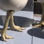 videofoto ouale cu picioare au declansat un scandal la timisoara dupa ce au fost amplasate langa o statuie conflict intre artist si primarie 69d4d1e3539ae