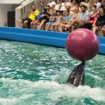 contractul cu delfinii din ucraina a expirat ce se intampla cu spectacolele de la delfinariu 6a16aca39dae4