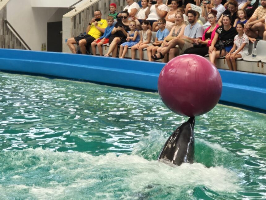 contractul cu delfinii din ucraina a expirat ce se intampla cu spectacolele de la delfinariu 6a16aca39dae4