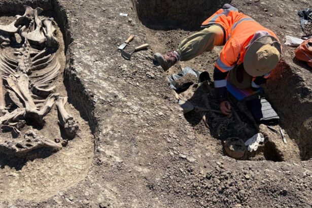 descoperire arheologica pe santierul centurii timisoara vest razboinic ingropat alaturi de calul sau si de artefacte pretioase 69fad19f61b87