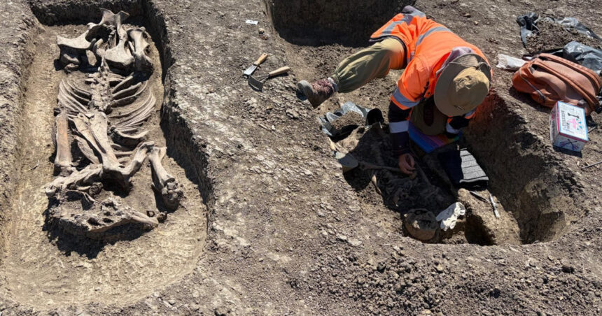 descoperire arheologica pe santierul centurii timisoara vest razboinic ingropat alaturi de calul sau si de artefacte pretioase 69fad19f61b87