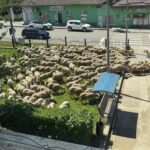 foto video situatie comico tragica in baneasa peste 100 de oi au fost lasate in fata primariei au mancat si acum dorm 6a198460d012e