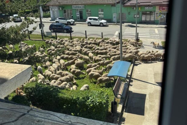foto video situatie comico tragica in baneasa peste 100 de oi au fost lasate in fata primariei au mancat si acum dorm 6a198460d012e