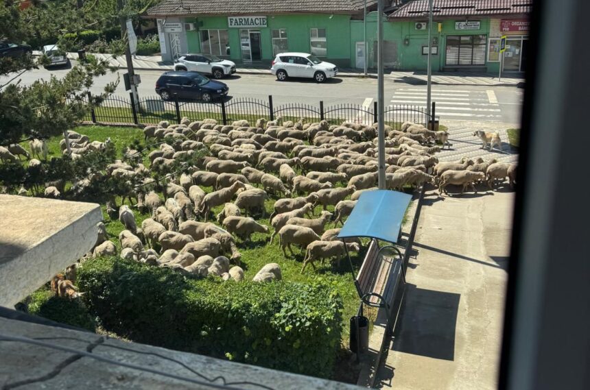 foto video situatie comico tragica in baneasa peste 100 de oi au fost lasate in fata primariei au mancat si acum dorm 6a198460d012e