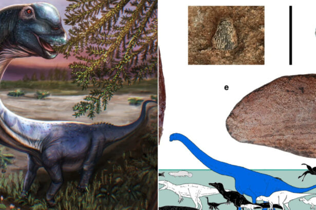 galerie foto ultimul titan al asiei de sud est descoperit in thailanda dinozaurul de 28 de tone ar fi fost cel mai mare din regiune 6a0aa726055c0