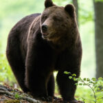 mesaj ro alert dupa ce un urs a fost vazut in bistrita intr o zona in care a avut loc un eveniment pentru familii 6a0a1a8659c9d