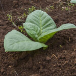 secretul nicotinei descifrat dupa 200 de ani este un moment important pentru stiinta 6a1caf2550fcd