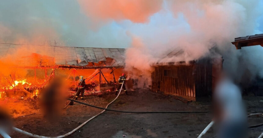 un incendiu violent a cuprins doua adaposturi de animale intr o localitate din suceava 69fd009947fa4