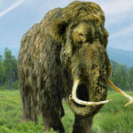 un mamut pastrat timp de 70 de ani intr un muzeu s a dovedit a fi cu totul altceva ce animal era de fapt 6a1c968f2d7c9