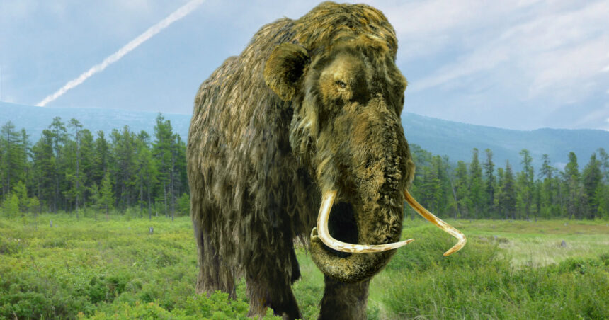 un mamut pastrat timp de 70 de ani intr un muzeu s a dovedit a fi cu totul altceva ce animal era de fapt 6a1c968f2d7c9