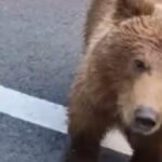 urs vazut pe bulevardul ferdinand din sinaia a fost emis mesaj ro alert 6a189b0360bdb