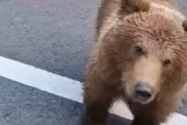 urs vazut pe bulevardul ferdinand din sinaia a fost emis mesaj ro alert 6a189b0360bdb