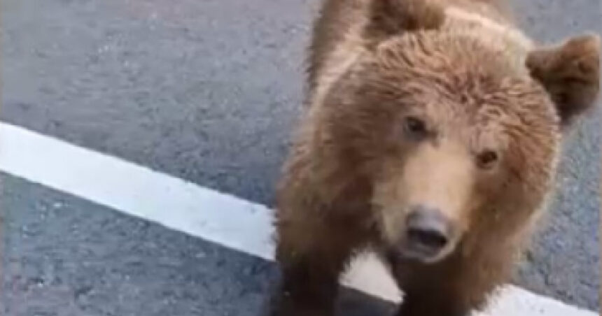 urs vazut pe bulevardul ferdinand din sinaia a fost emis mesaj ro alert 6a189b0360bdb