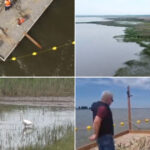 video experiment inedit in dolj insule artificiale pentru atragerea pasarilor salbatice pe cel mai mare lac din judet e doar inceputul 6a129026ee42c