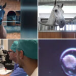 video fertilizare in vivo si mame surogat pentru a obtine cai pursange arabi tehnica studiata la iasi este aplicata cu succes in israel 6a12972dbb970