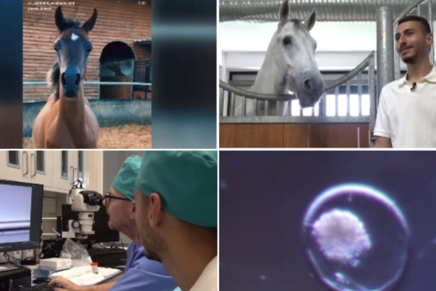 video fertilizare in vivo si mame surogat pentru a obtine cai pursange arabi tehnica studiata la iasi este aplicata cu succes in israel 6a12972dbb970