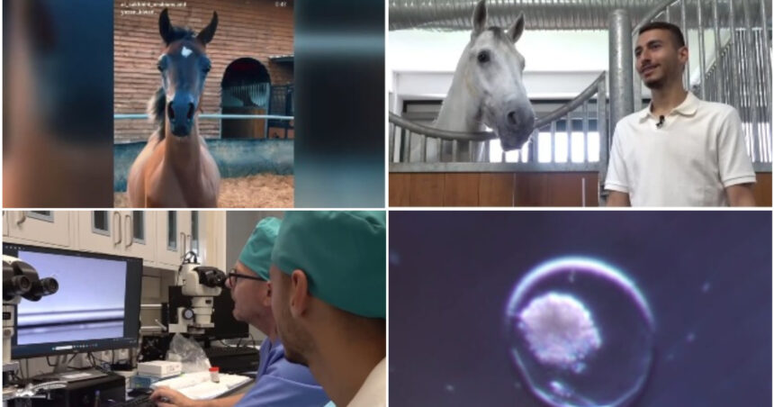 video fertilizare in vivo si mame surogat pentru a obtine cai pursange arabi tehnica studiata la iasi este aplicata cu succes in israel 6a12972dbb970