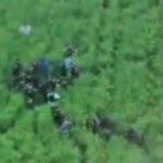 video imagini cu momentul capturarii suspectului in crima din bihor barbatul era ascuns intr un lan de rapita 69fe5218c55c5