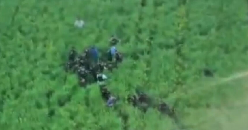 video imagini cu momentul capturarii suspectului in crima din bihor barbatul era ascuns intr un lan de rapita 69fe5218c55c5
