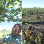 video livezi distruse de frigul de la inceputul lunii inghetul a afectat si plantatiile de stejar si frasin infiintate cu fonduri europene 69fc2da8d3d82