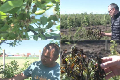 video livezi distruse de frigul de la inceputul lunii inghetul a afectat si plantatiile de stejar si frasin infiintate cu fonduri europene 69fc2da8d3d82