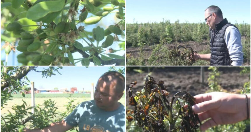 video livezi distruse de frigul de la inceputul lunii inghetul a afectat si plantatiile de stejar si frasin infiintate cu fonduri europene 69fc2da8d3d82