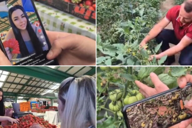 video noul trend printre comerciantii din piete fructe si legume promovate pe retelele sociale cum ajuta clipurile online vanzarile 6a1153bd528c0