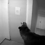 video panica in poiana brasov un urs a intrat intr un hotel la 112 i s a spus ca nu este o urgenta 6a12afc49a143