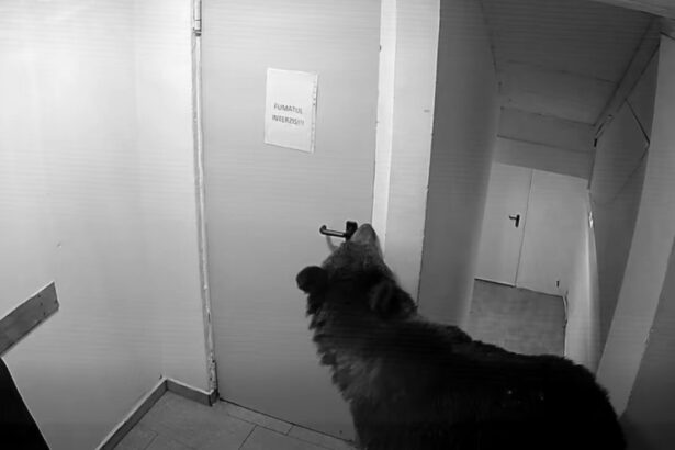 video panica in poiana brasov un urs a intrat intr un hotel la 112 i s a spus ca nu este o urgenta 6a12afc49a143