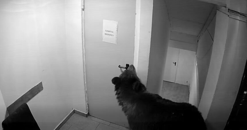 video panica in poiana brasov un urs a intrat intr un hotel la 112 i s a spus ca nu este o urgenta 6a12afc49a143