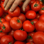 video sunt tratate sa reziste pericolul rosiilor perfecte din piete si supermarketuri cum le putem recunoaste pe cele cu pesticide 6a0be304a1085