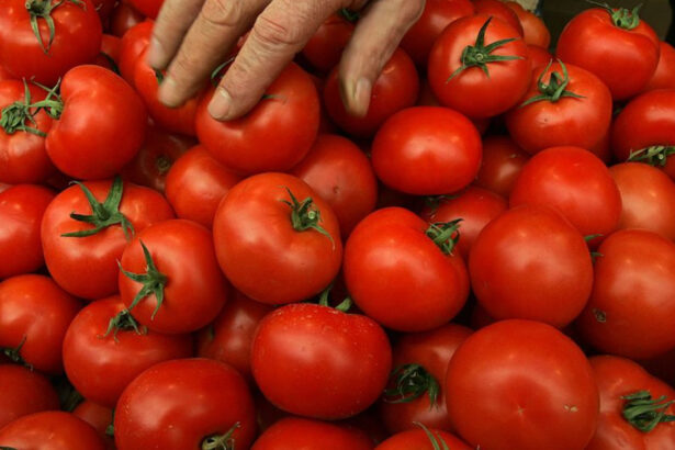 video sunt tratate sa reziste pericolul rosiilor perfecte din piete si supermarketuri cum le putem recunoaste pe cele cu pesticide 6a0be304a1085
