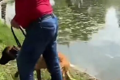 video un barbat e acuzat ca a incercat sa si inece cainele in lacul din parcul tineretului din capitala politia a deschis dosar penal 6a0064f5728d8